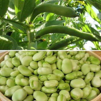 Broad Bean- Aquadulce (Long Pod)