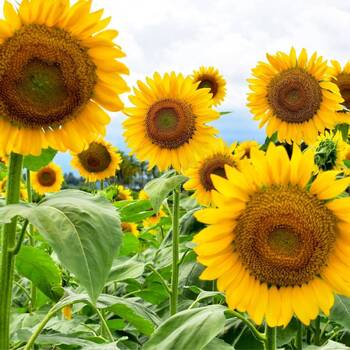 Sunflower- Sunfola