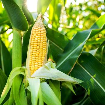 Corn, Sweet- Golden Bantam