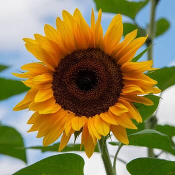 Sunflower- Giant Russian