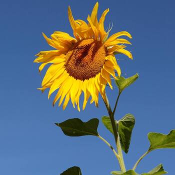 Sunflower- Mammoth