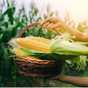 Corn, Sweet- Jolly Roger