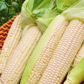 Corn, Maize- Manning White