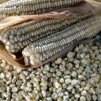 Corn, Maize- Macleay Valley White