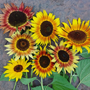 40 pcs/bag sunflower seeds,sunflower seeds for planting,bonsai flower seeds,10 colours,Natural growth for home garden planting 