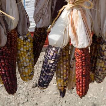 Corn, Maize- Multicoloured Aztec