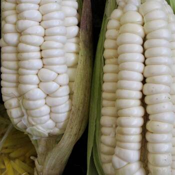 Corn, Maize- Silvermine