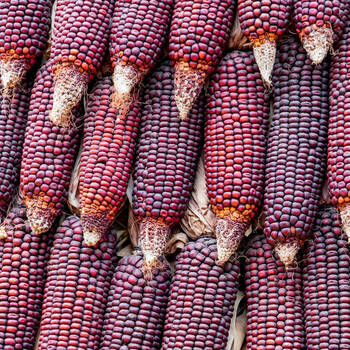 Corn, Maize- Red Aztec