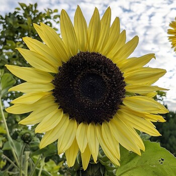 Sunflower- Lemon Queen