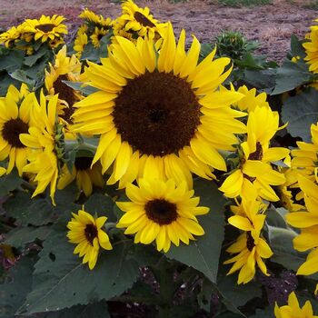 Sunflower- Matilda