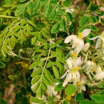 Moringa