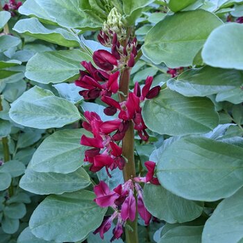Broad Bean- Crimson Flowering