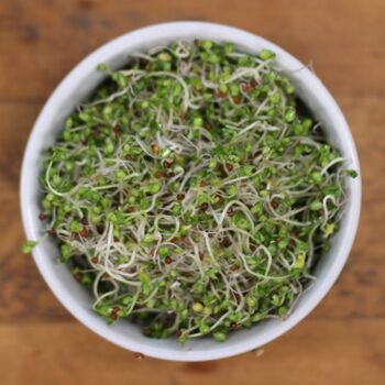 Sprouting Seeds- Alfalfa