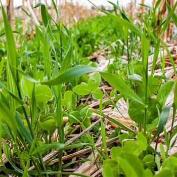 GREEN MANURE- Autumn and Winter Mix