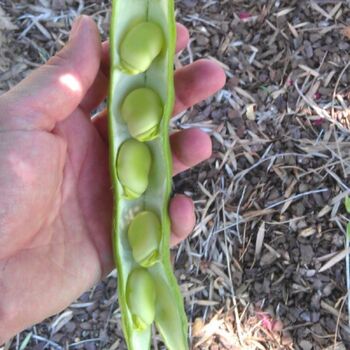 Broad Bean- Tripoli