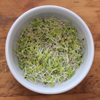 Sprouting Seeds- Mustard Green