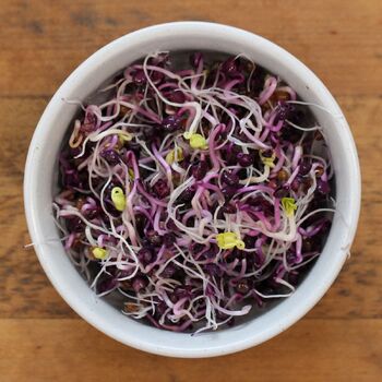 Sprouting Seeds- Radish Purple Sango
