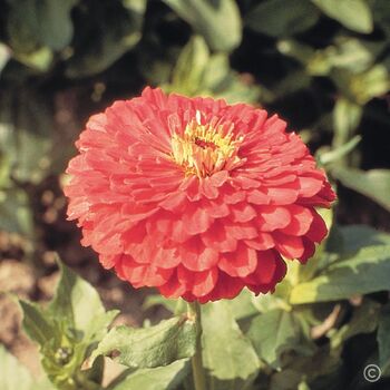 Zinnia- Benary's Giant Coral