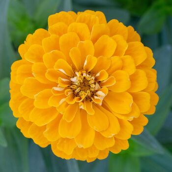 Zinnia- Benary's Giant Golden Yellow