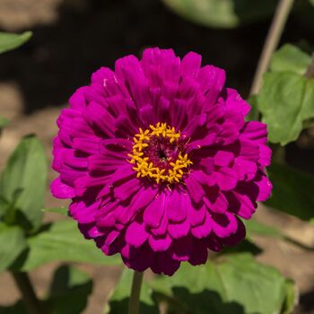 Zinnia- Benary's Giant Purple