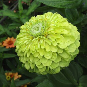 Zinnia- Queeny Lime