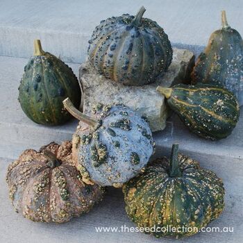 Winter Squash- Musquee de Maroc