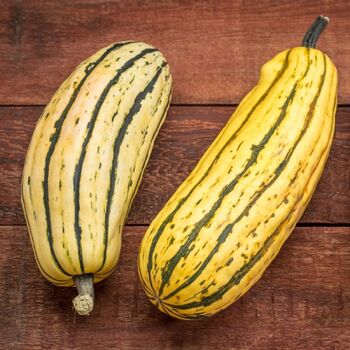 Winter Squash- Delicata