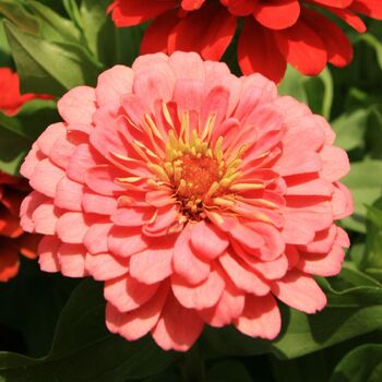 Zinnia- Benary's Giant Salmon Rose