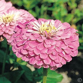 Zinnia- Benary's Giant Lilac