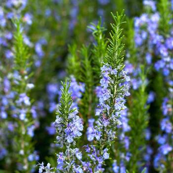 Rosemary 25g