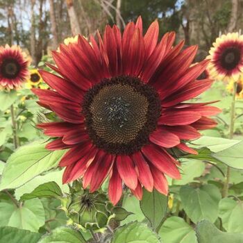 Sunflower- Mauve Spray F1