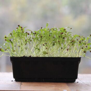 Microgreen Seeds- Coriander 100g