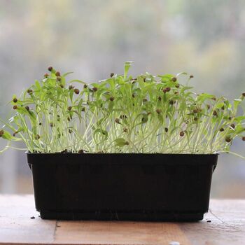 Microgreen Seeds- Coriander