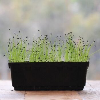 Microgreen Seeds- Chives 25g