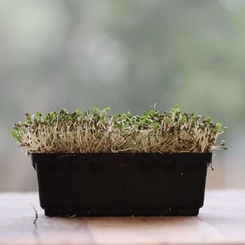 Microgreens seeds | The Seed Collection