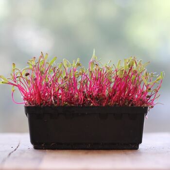 Microgreen Seeds- Beetroot Detroit