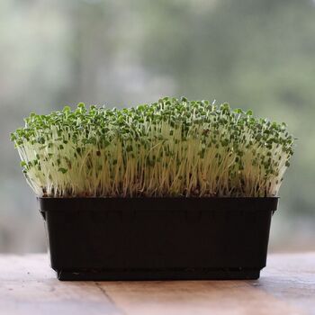 Microgreen Seeds- Chia Black