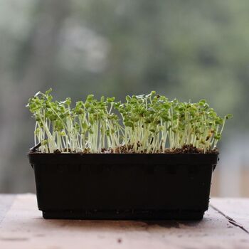 Microgreen Seeds- Kale Dwarf Blue Curled
