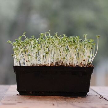 Microgreen Seeds- Mibuna