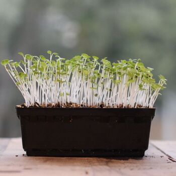 Microgreen Seeds- Mizuna