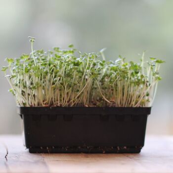 Microgreen Seeds- Broccoli