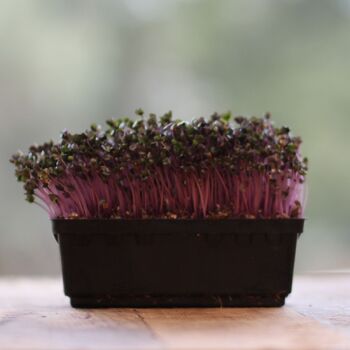 Microgreen Seeds- Cabbage Red