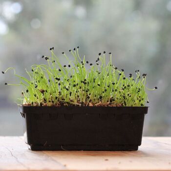 Microgreen Seeds- Onion