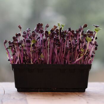 Microgreen Seeds- Radish Purple Sango