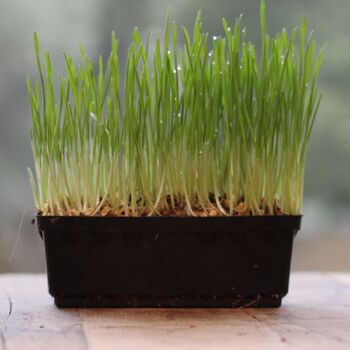 Microgreen Seeds- Wheatgrass