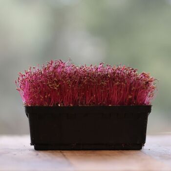 Microgreen Seeds- Amaranth Red Garnet