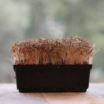 Microgreen Seeds- Amaranth Green Leaf