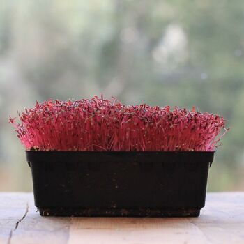 Microgreen Seeds- Amaranth Red Leaf