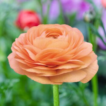 Ranunculus- Elegance Salmone 06