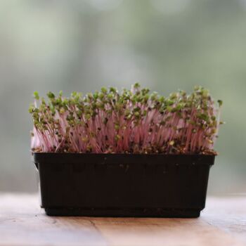 Microgreen Seeds- Kale Red Russian